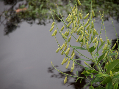[This plant has only seed pods on the outer ends of the branches and many appear to have already fallen to the ground, but may fat green pods still hang from the plant and are easily seens because they hang over the water which is a different color.]